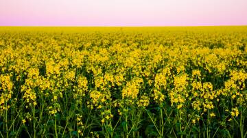 The planting area for canola is expected to rise by one per cent for a total of 3.5 million hectares this season. Picture by Alexandra Bernard