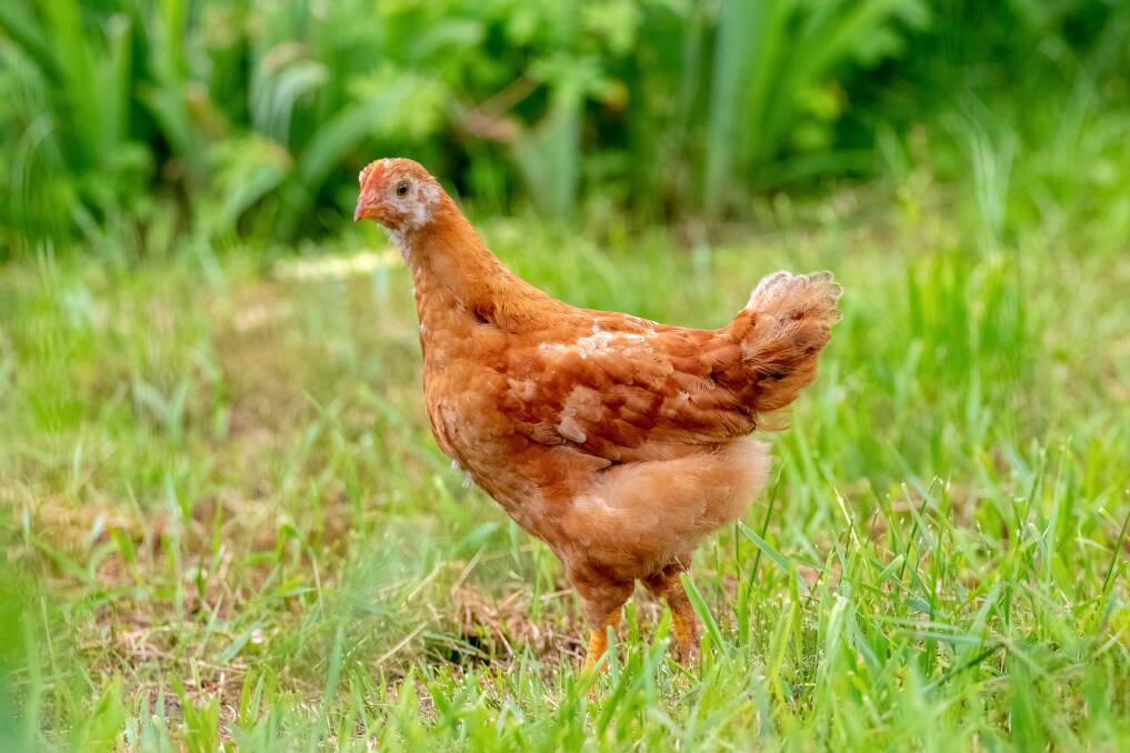 The Mittagong Veterinary Hospital has advice on how to stop the spread of bird flu, and report it. Picture by Shutterstock 