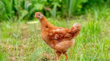 The Mittagong Veterinary Hospital has advice on how to stop the spread of bird flu, and report it. Picture by Shutterstock 
