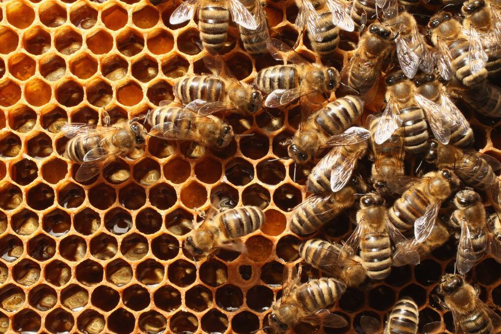 Highlands Host a Hive wants to help the bee population thrive after it was decimated by the floods and varroa mite outbreaks. Picture by Shutterstock.