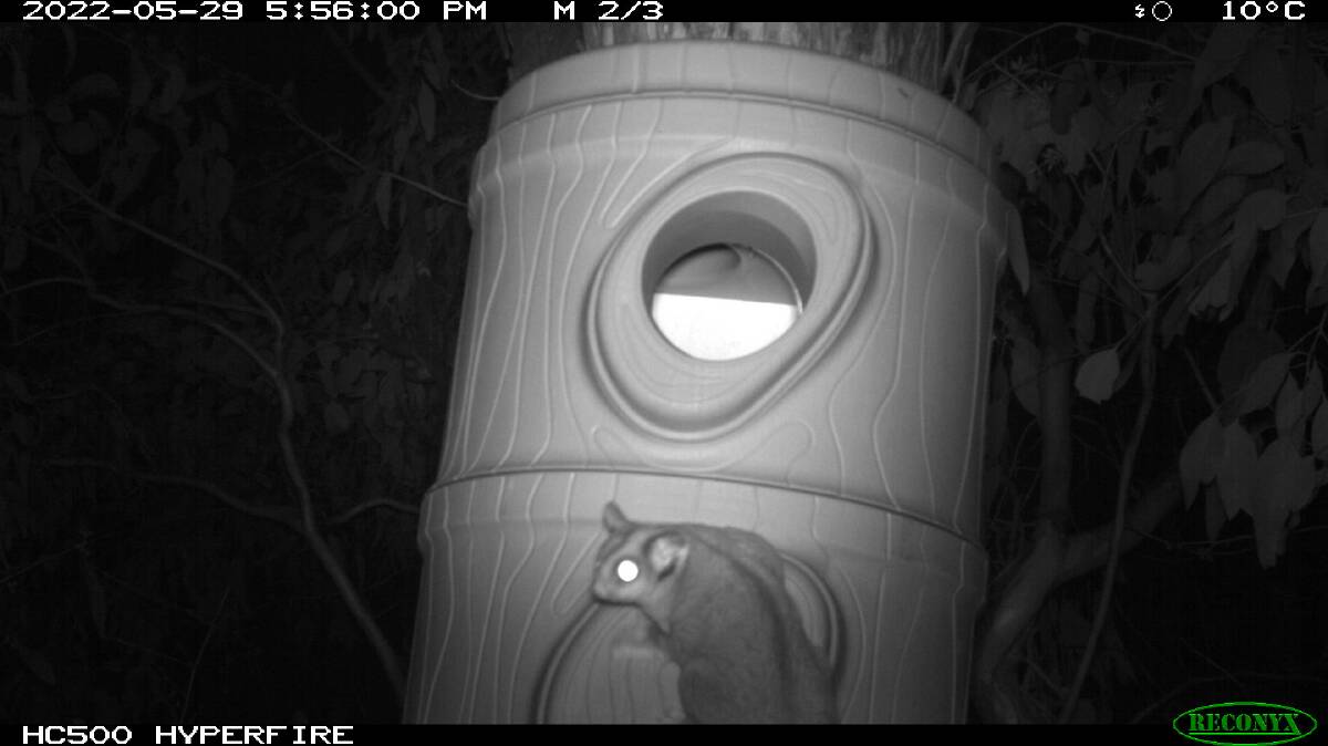 A possum checks their surroundings before finding a place to rest up. Photo: supplied