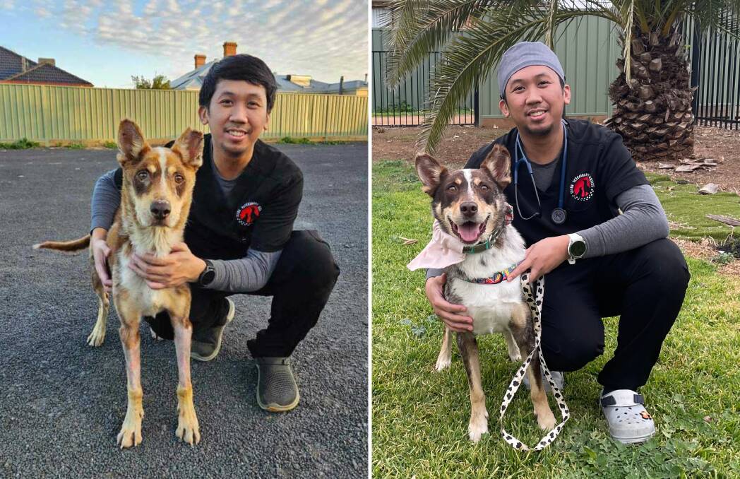 Orana Veterinary Clinic vet Paul Alvaran first met Splash when he was working as a nurse, left, now he's reunited with Splash a year on, right. Pictures supplied, Allison Hore