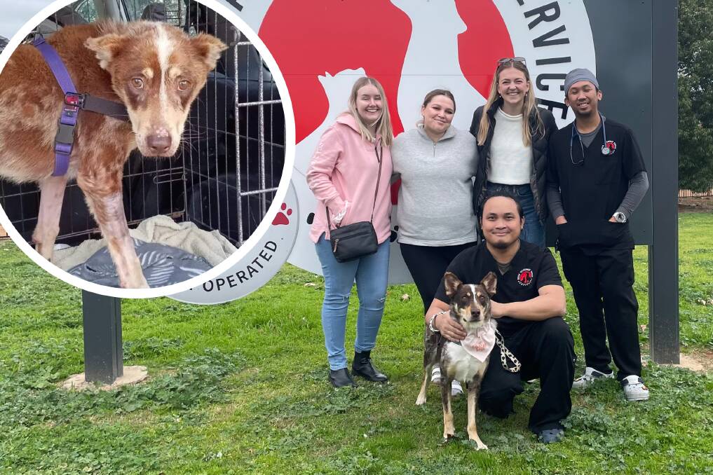 Splash has reunited with the team at Orana Veterinary Service one year on from when he was taken into care due to extreme neglect. Picture supplied (inset), Allison Hore 