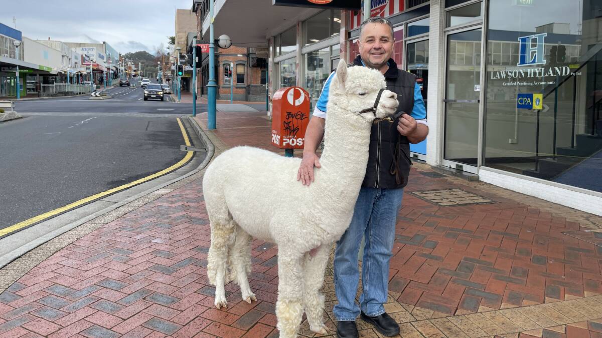 Robert Fletcher and Hephner the alpaca are on a tour of Tasmania to raise money for Dolly's Dream. Picture by Tess Kelly