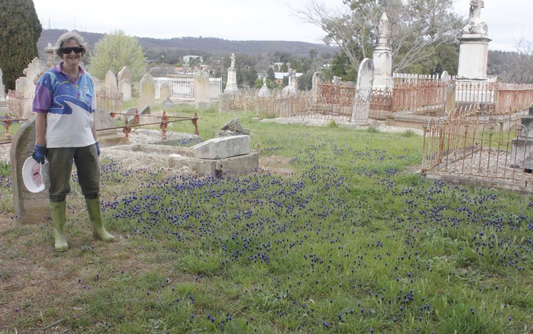 Heather West next to the grape hyacinths at St Saviour's Old Cemetery. Picture: Burney Wong (File)