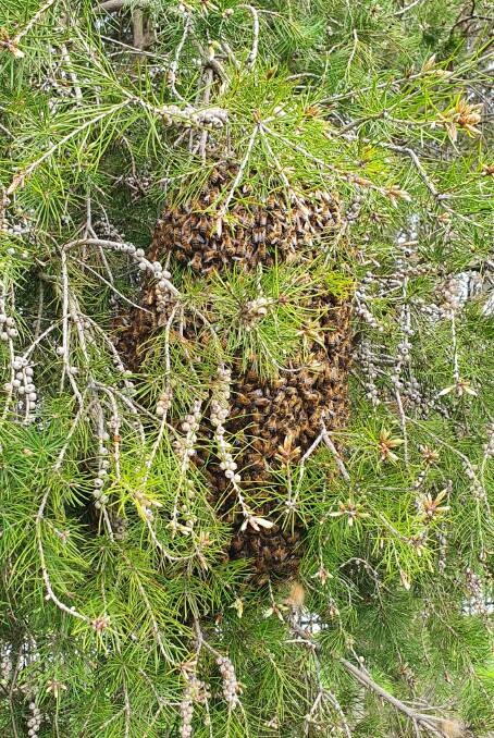 A bee swarm in North Goulburn. Photo by Goulburn District Beekeeping Club