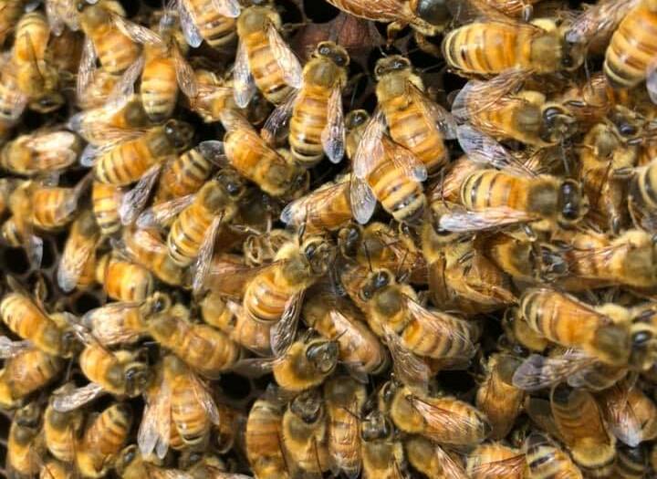 Close up of bees. Photo by Goulburn District Beekeeping Club
