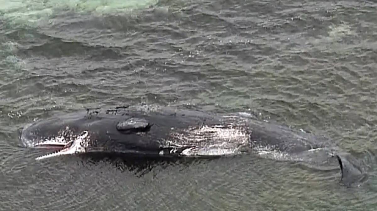 Swimmers are being warned to keep their distance from the sperm whale. Picture by ABC News