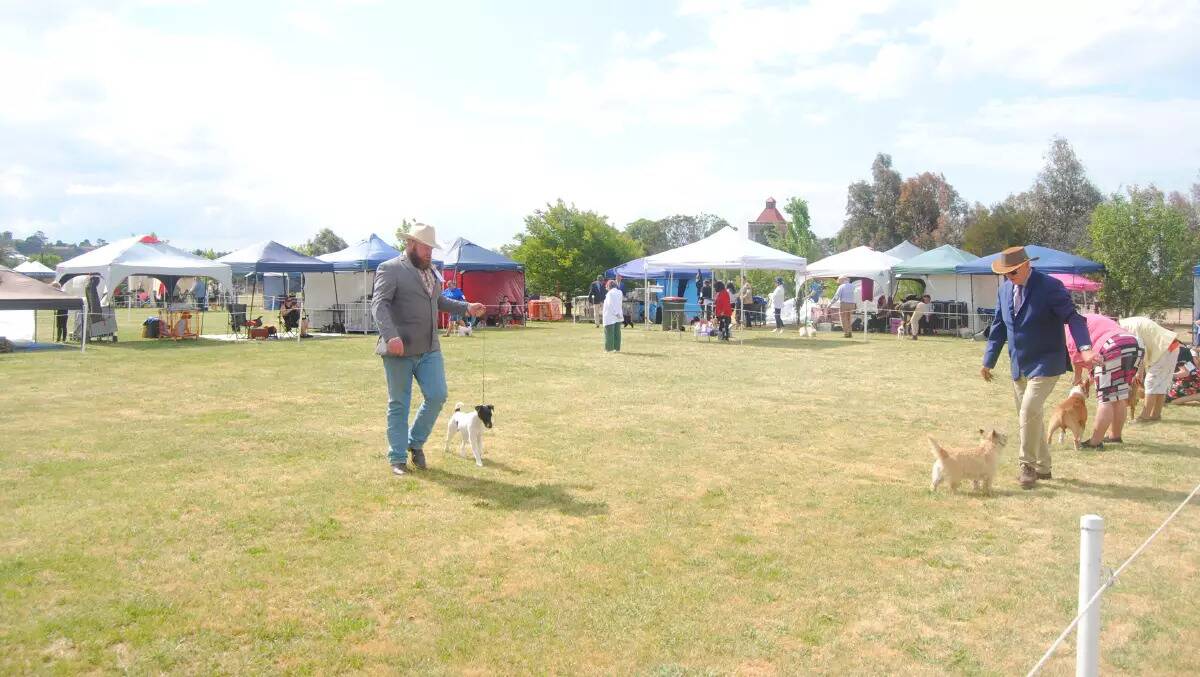 The Goulburn Dog Training and Kennel Club show is back this Friday, March 1. Picture by Jacqueline Lyons