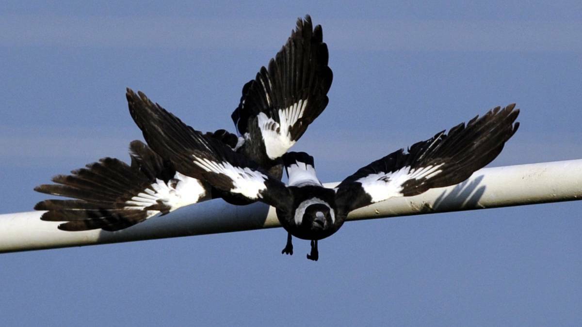 Magpies have begun swooping early this year