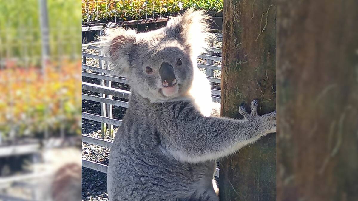 'What are you looking at?", Claude the koala has developed a taste for the seedlings at Eastern Forest Nursery in South Gundurimba. Picture WWF-Australia 