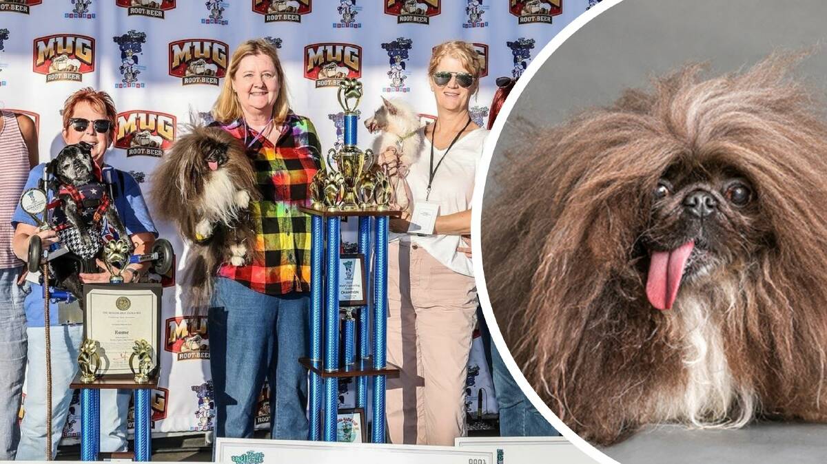 Meet the world's ugliest dog eight-year-old Pekingese Wild Thang. Picture by Sonoma Marin Fair