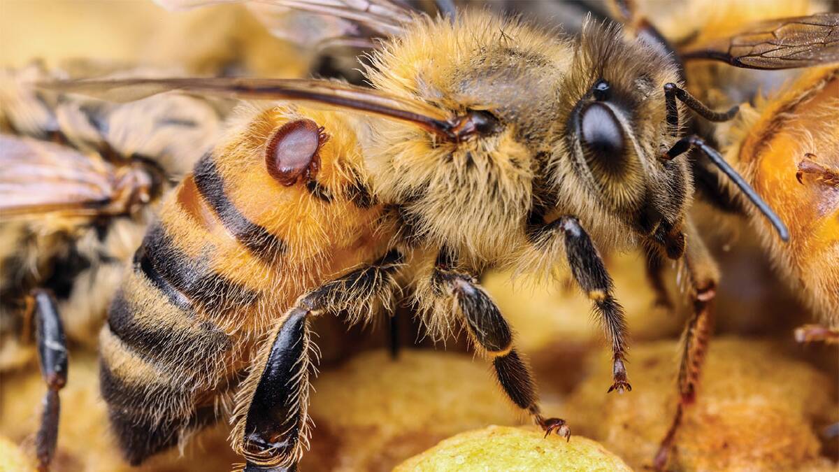 Varroa mite pictured on a honey bee. File picture