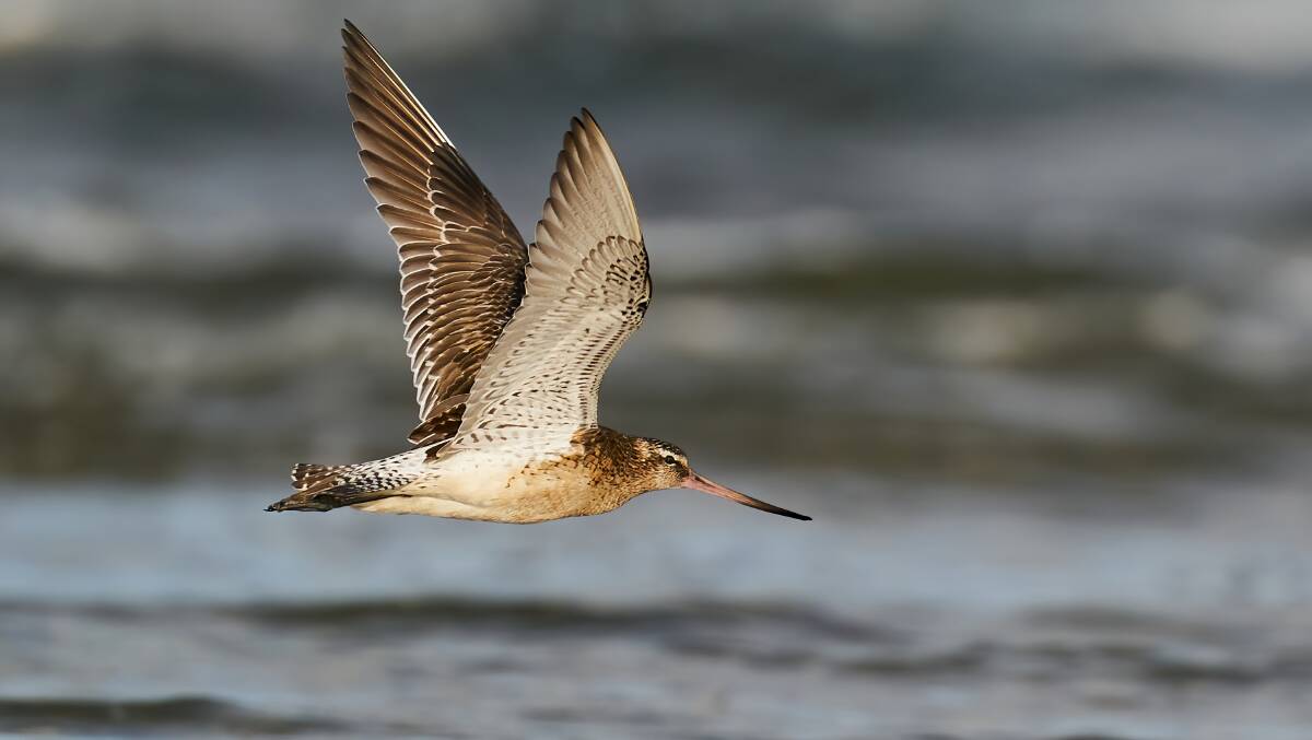 'Long-distance migration champions': new record as bird covers 13,500km in 11 days