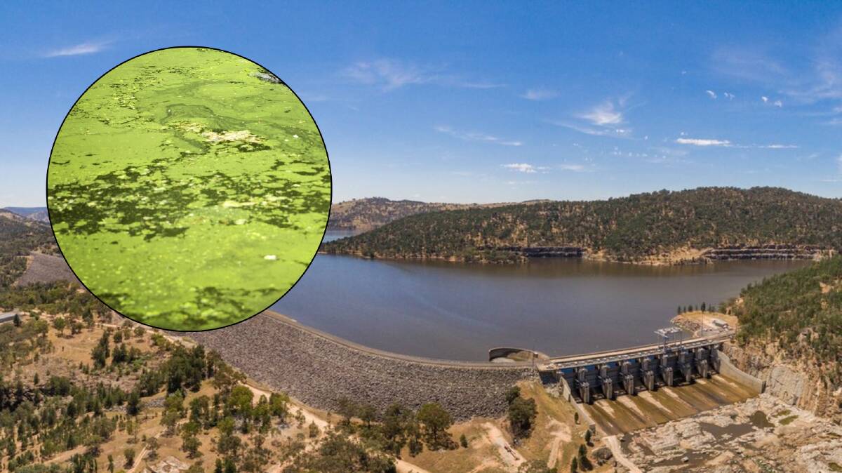 Toxic blue-green algae at Wyangala Dam south of Orange has triggered a 'red alert' from NSWWater. 