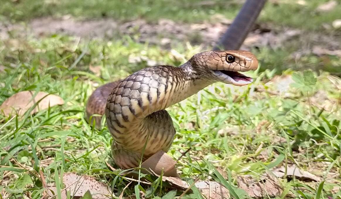 Snakes' elaborate defensive display is not an intention to bite but a signal for whatever is scaring them to back away Picture supplied by Brendan Smith