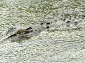 Saltwater crocodiles are known to inhabit the area where a young child has gone missing. File picture supplied by Ranger Clare Pearce.