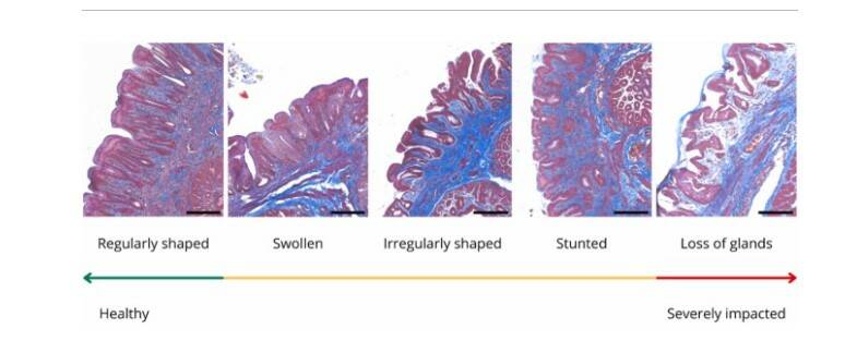 Examples of tubular gland shapes in Flesh-footed Shearwater samples from healthy, regularly shaped tubular glands to severely impacted tubular glands with a loss of
structure. Picture: Journal of Hazardous Materials