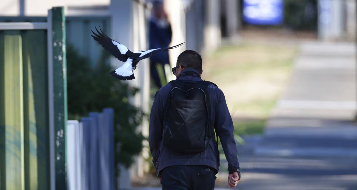 Magpie swooping a pedestrian. Picture by Shutterstock