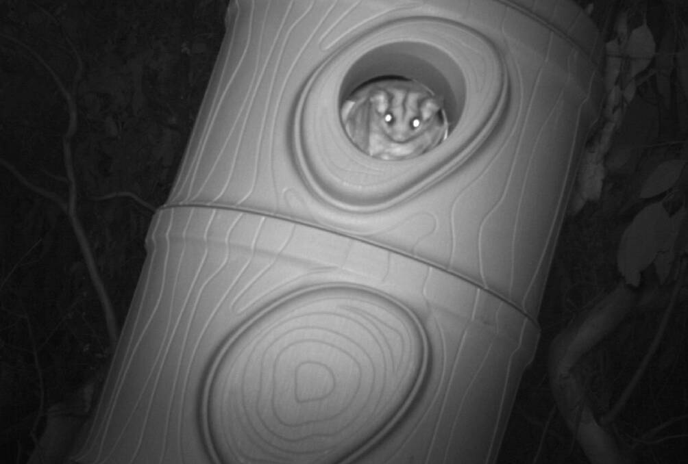 In February ecologists set wildlife camera traps to monitor the threatened species' nest boxes, near Bigga, Tuena and Peelwood. Picture supplied.