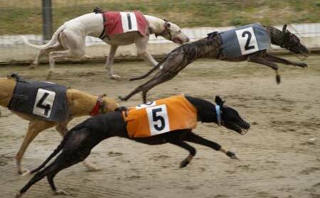 Goulburn Greyhound Racing Club meets on Friday, June 9. Picture from file.