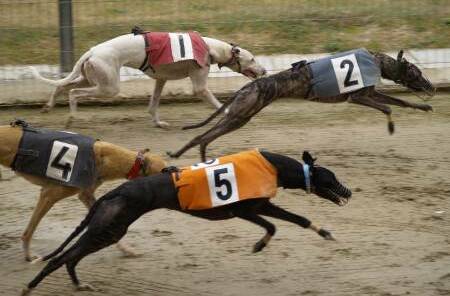 Goulburn Greyhound Racing Club is on Friday, November 18
.