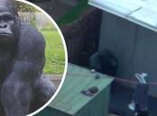 Garry the gorilla in the St Helena garden bed (left) and spotted on air wing footage in a Reservoir backyard (right). Pictures supplied