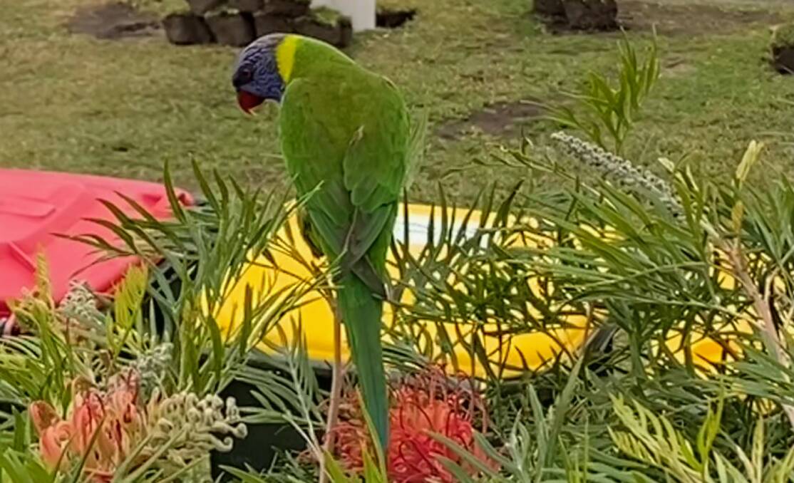 An unexpected encounter with rainbow lorikeets at Hyams Beach. Picture by Glenn Ellard.