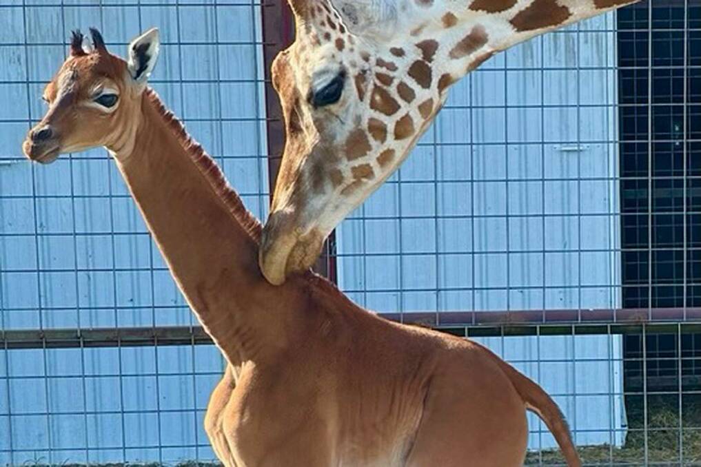 A US zoo has welcomed an all-brown giraffe to its herd. Pictures by Brights Zoo