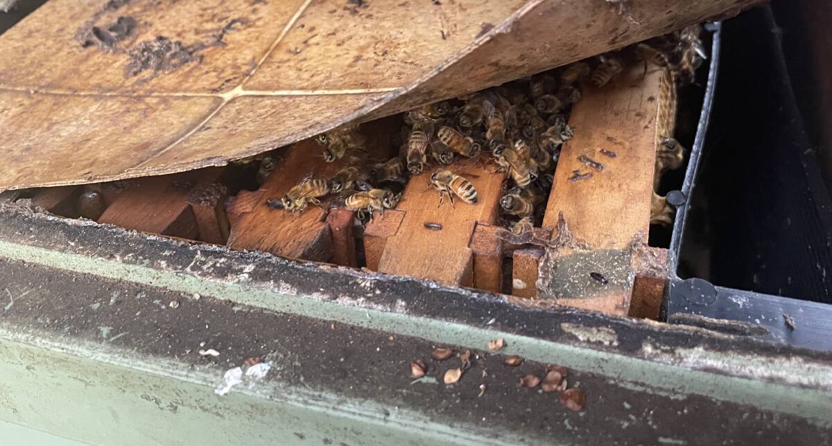 Dr Somerville lifted up a corner of a hive to reveal the bees within. Picture by James Parker