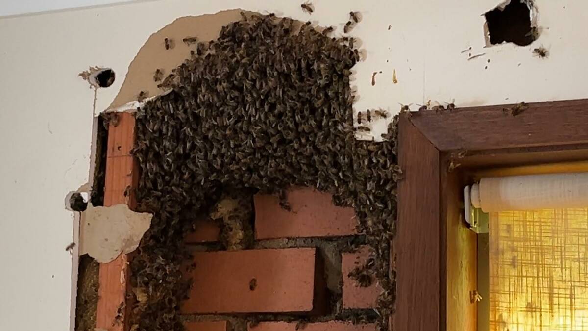 Bees discovered behind a wall in a house on the NSW Far South Coast. Picture by James Parker