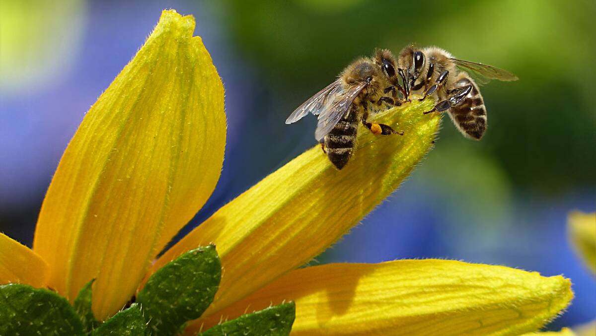 Learn about beekeeping this week. Image by Pexels.