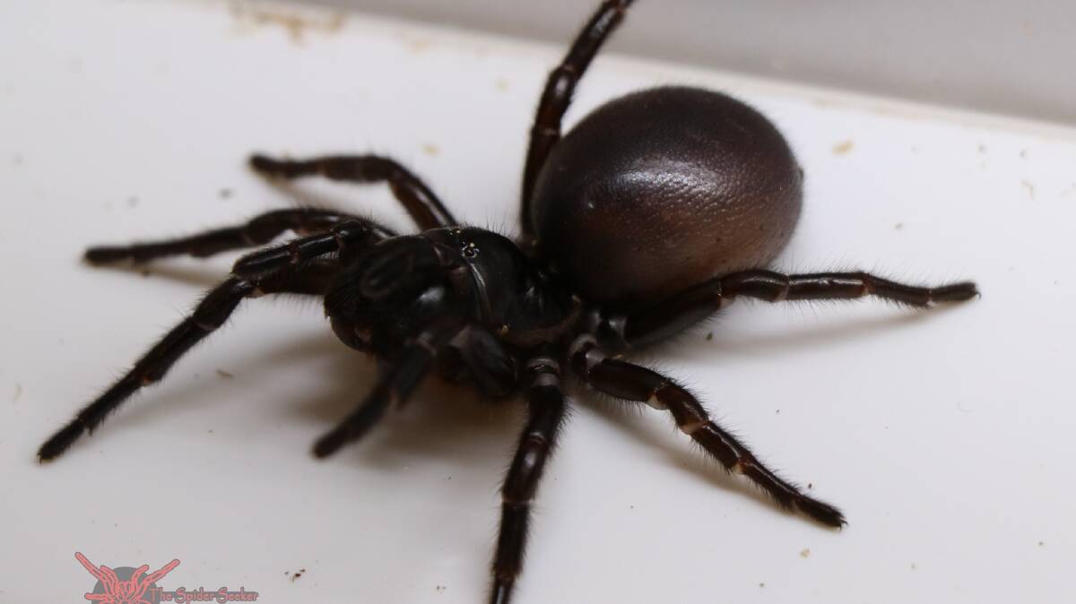 Blue Mountains funnel web (Hadronyche versuta) can be found in and around Goulburn, the venom is dangerous to humans. Image supplied. 