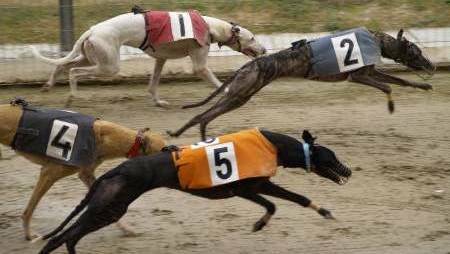 Come see the fastest dogs in the region. Image from file.