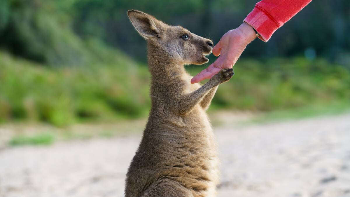 Australian's urged to keep an eye out for wildlife these holidays. Image from file.