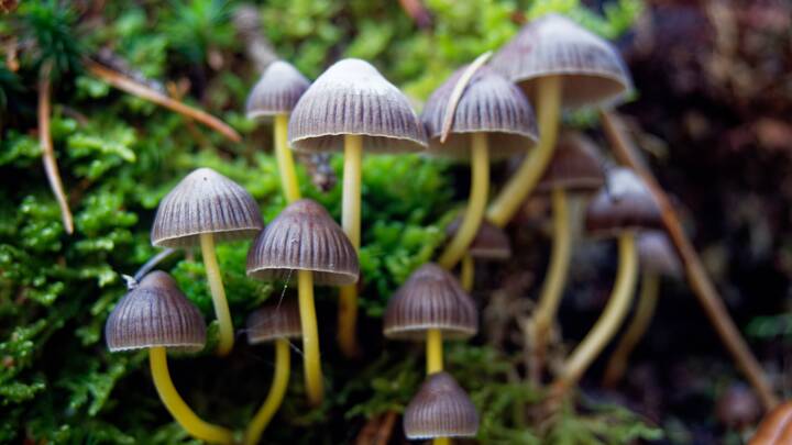Group of psilocybin mushrooms growing on the forest moss. Picture by Shutterstock