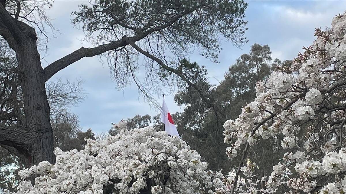 Blossoms are in full bloom in the grounds of the ambassador's official residence in Yarralumla. Picture by Megan Doherty