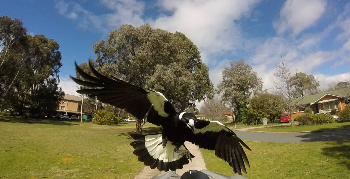 Spring has sprung and so have the magpies. File picture