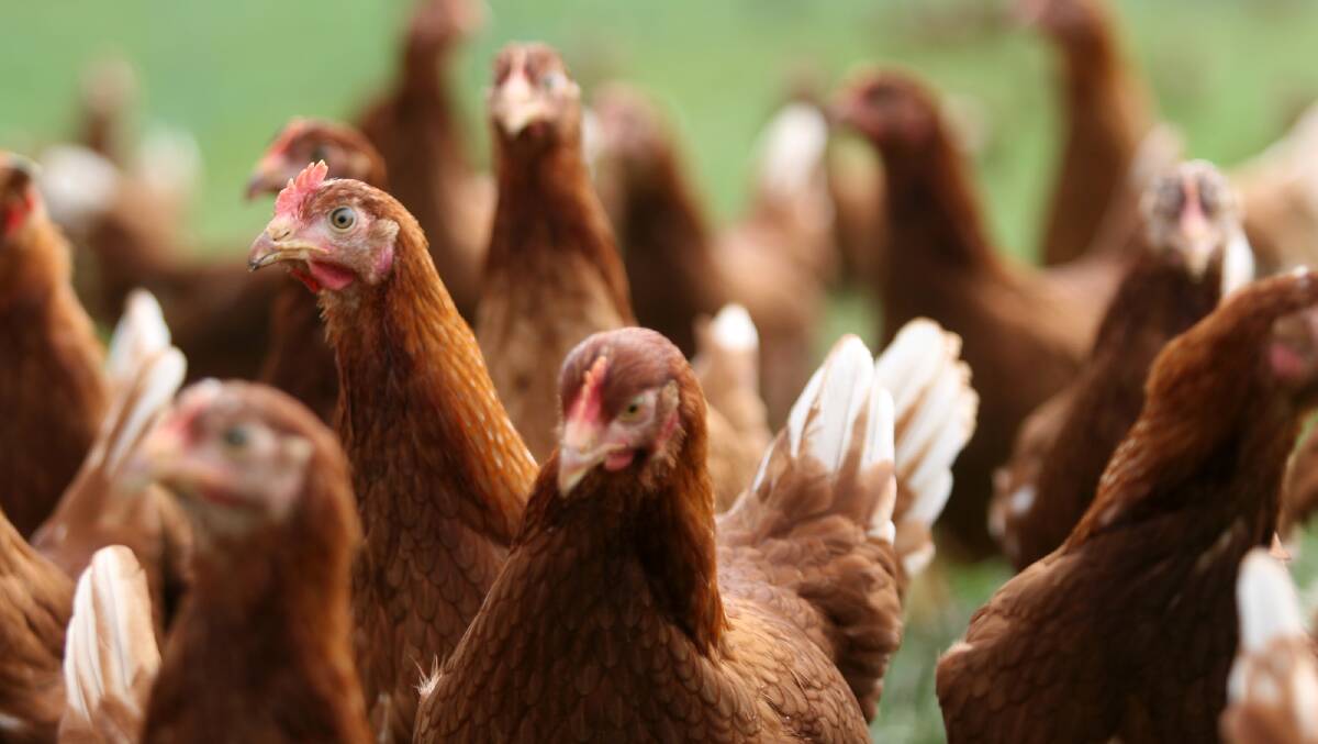 Chickens will be killed in order to contain a bird flu outbreak in the ACT. File picture by Katie McDougall