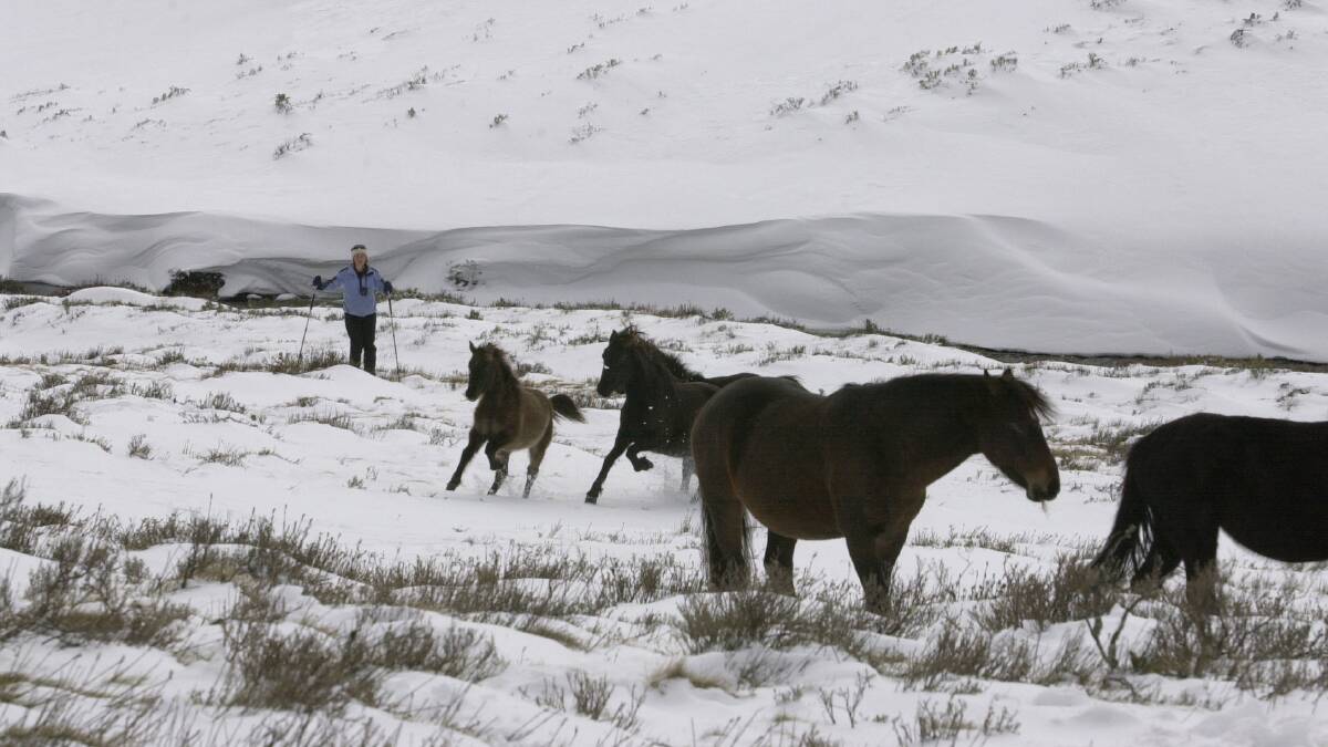 Wild Brumbies graze on the snow covered banks of the Thredbo River. Picture by Graham Tidy 