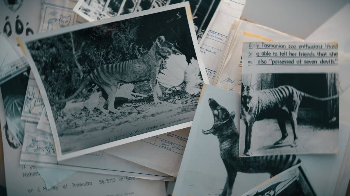 Film-maker Tim Noonan is on the trail of the Tasmanian tiger - and those who claim to have seen one - in his two-part documentary Hunt For Truth.