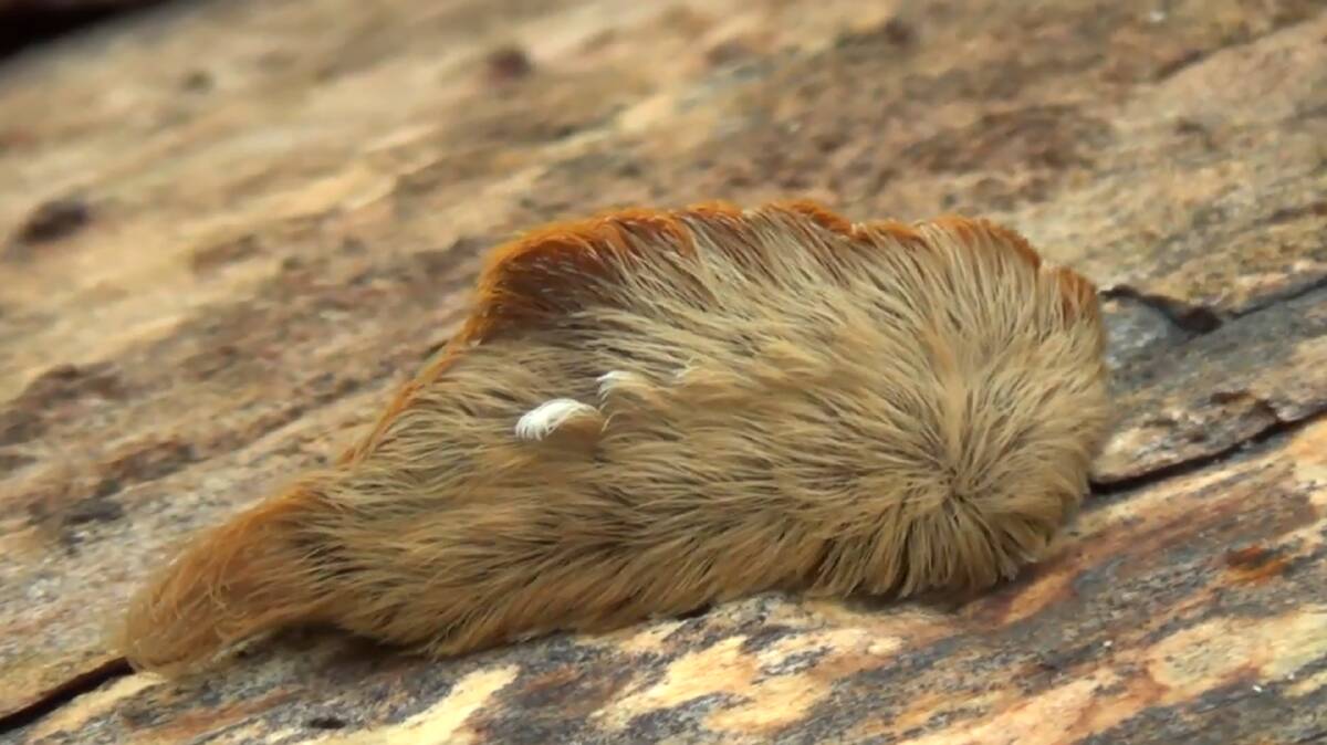 The puss caterpillar is native to North America and is referred to as the 'toxic toupee' because of its powerful venom and its furry appearance.