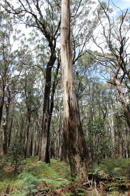 A tall forest of Brown Barrel, Ribbon Gum and Narrow-leaved peppermint, a habitat favoured by the Greater Glider. Picture supplied.