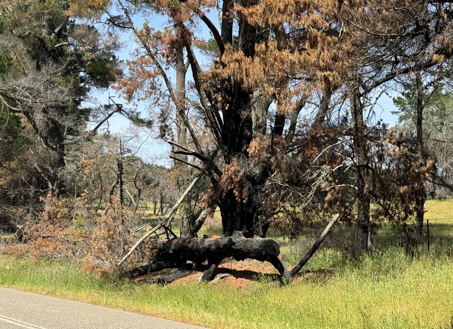 Large branches of burnt trees have fallen beside the Taralga to Oberon Road. Picture by Peter Horch.