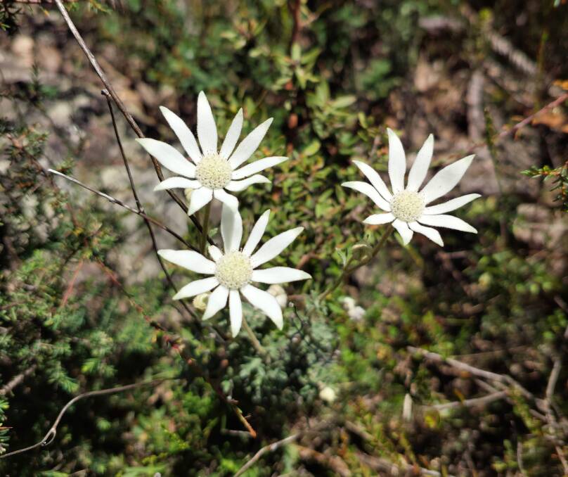 A flannel flower members of the Goulburn branch of The Australian Plant Society found in the Joadja Reserve in early 2024. Picture supplied.