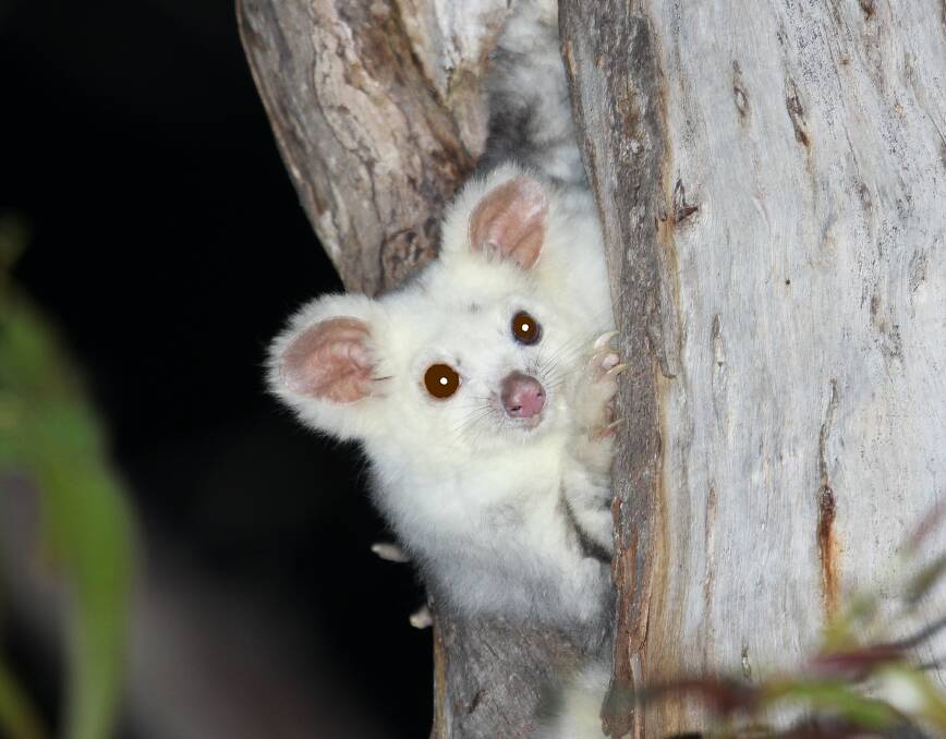 A pale-coloured Southern Greater Glider on one of the study transepts in May. Picture supplied.