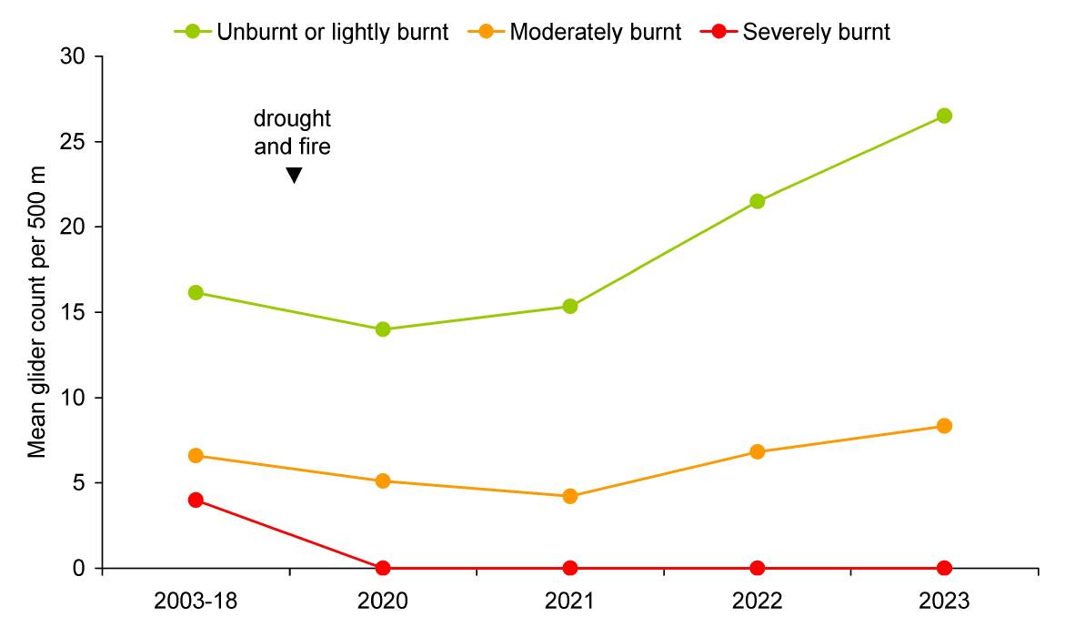 The recovery of the Greater Glider following the black summer bushfires. Graph supplied.