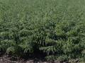 Growers in the north are hopeful of a good chickpea yield this year.