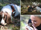 (Clockwise from left) Twiggy the springer spaniel sits with her nose over a truffle; truffle hunt participants help to dig out the prized fungus; Wollongong food Cindy Buckingham takes a deep sniff of the truffle aroma. Pictures by Robert Peet