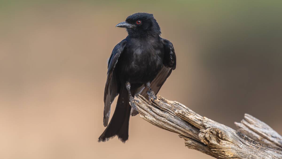 The fork-tailed drongo bird ... guilty by association? Picture Shutterstock